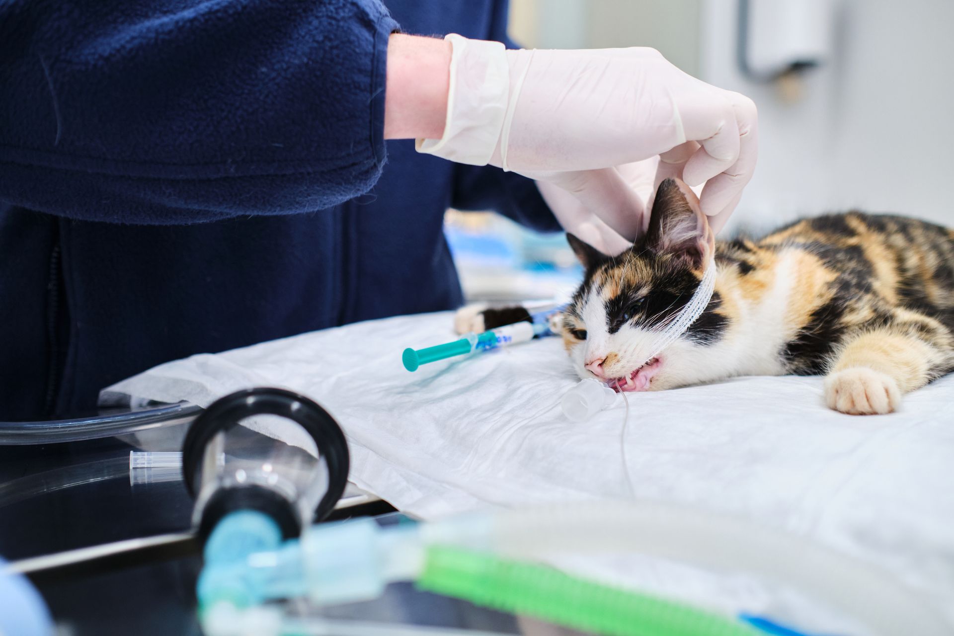 A cat is being examined by a veterinarian in a hospital.