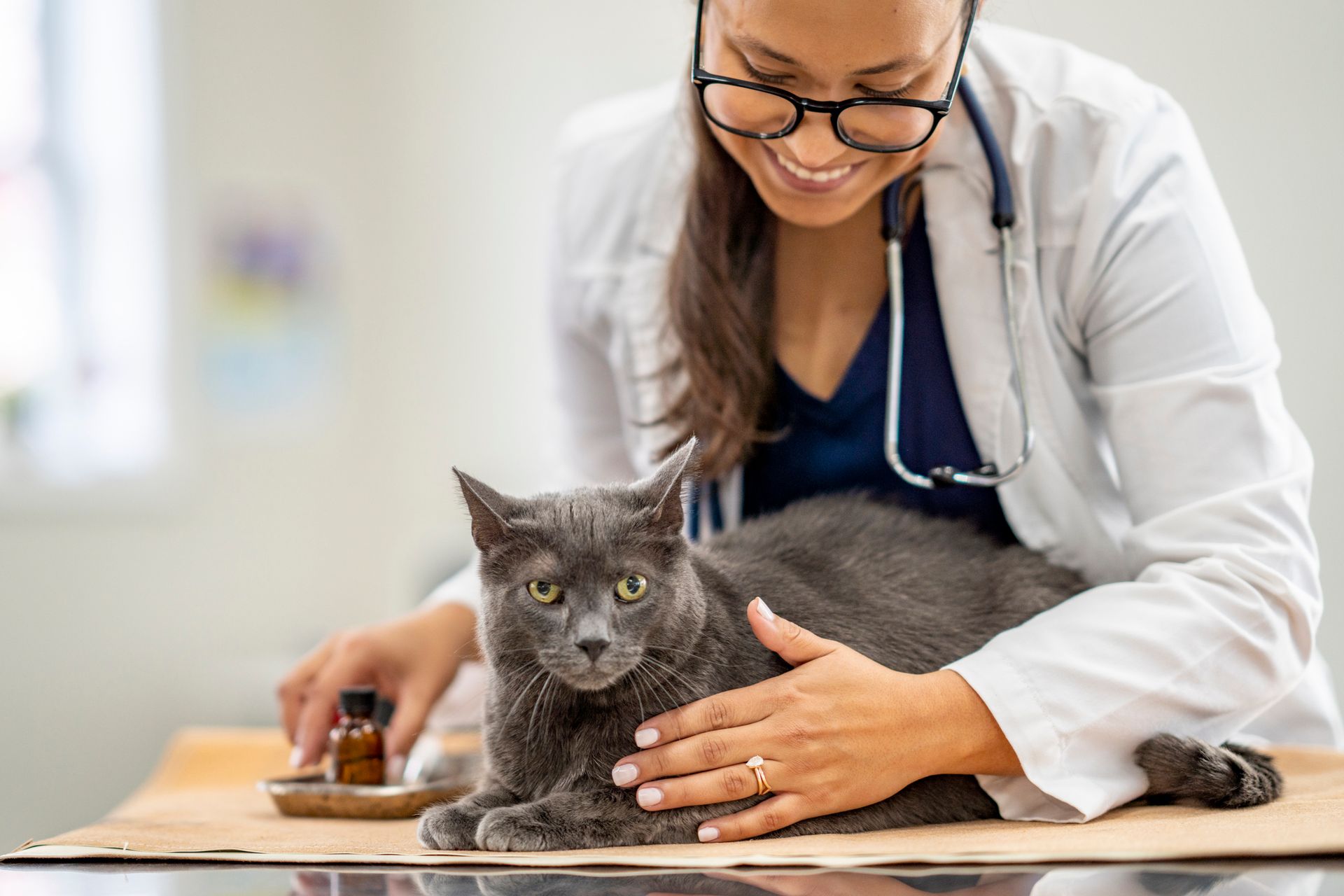 A female veterinarian is petting a gray cat on a table.