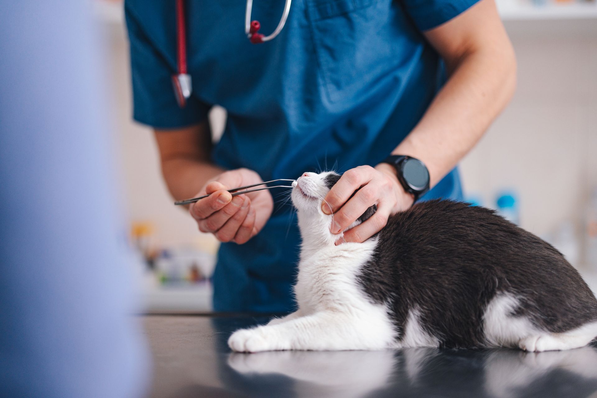 A veterinarian is cutting a cat 's ear with scissors.