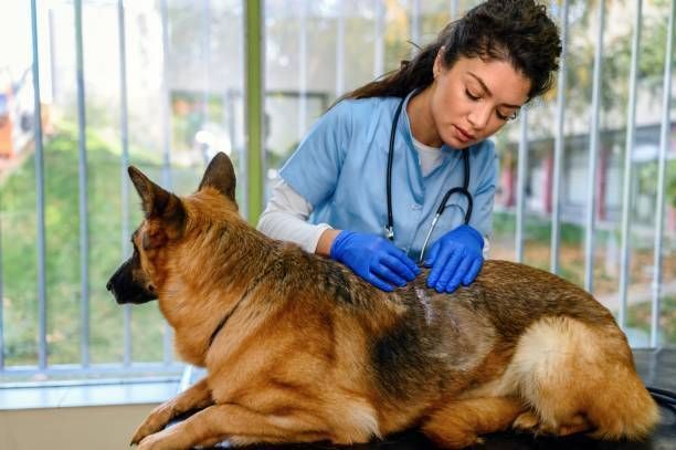 A veterinarian is examining a white dog with a magnifying glass.
