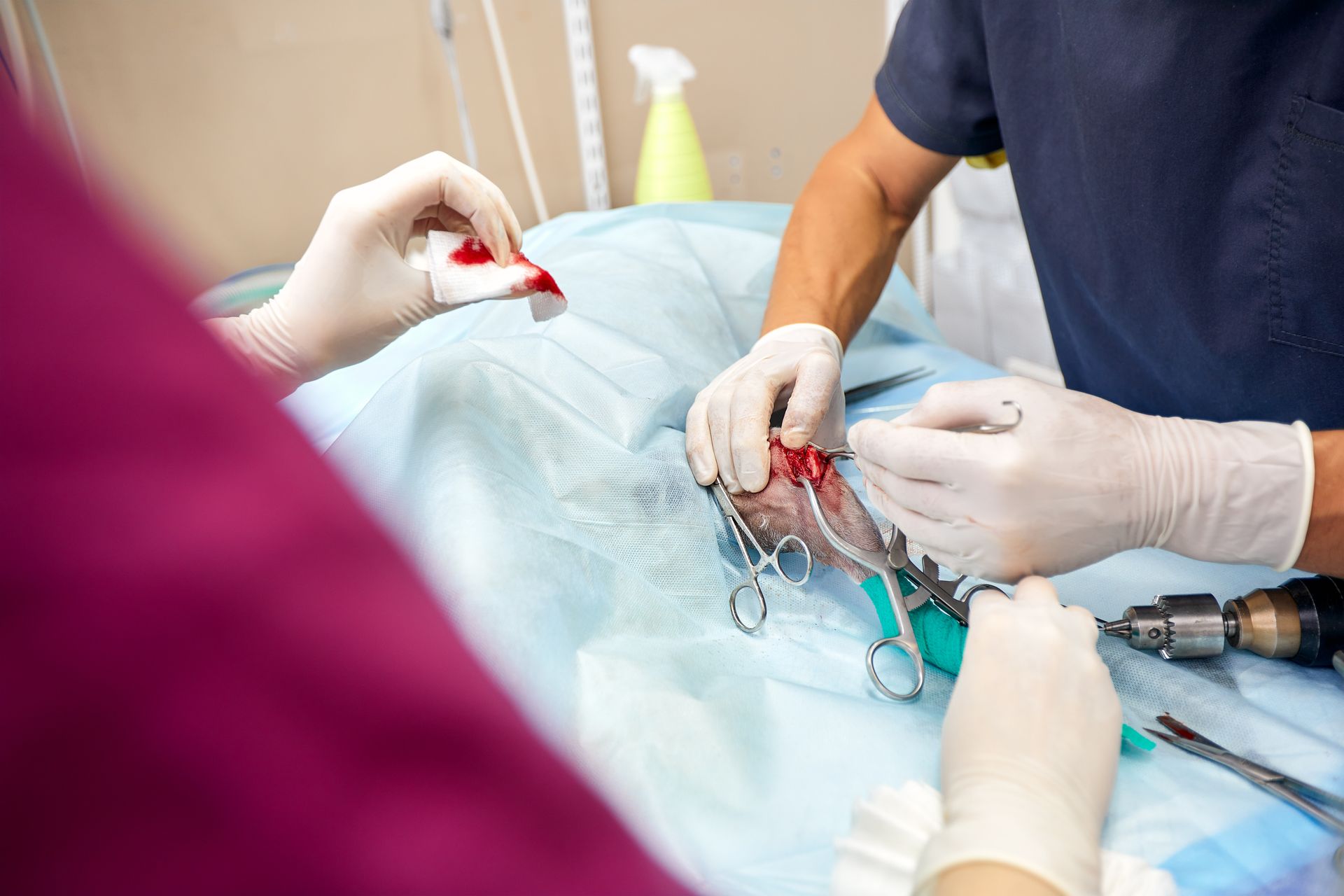 A surgeon is operating on a dog in a veterinary clinic.