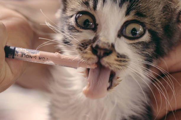 A person is feeding a kitten with a syringe.