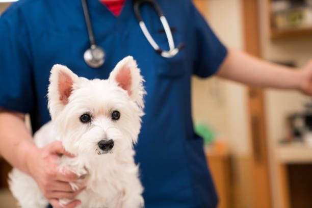 A veterinarian is holding a small white dog in his arms.