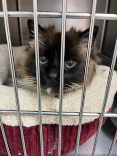 Cat Boarding — Snellville, GA — Brookwood Animal Hospital