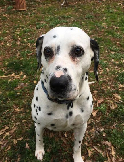 Cat At The Cage Of Veterinary Clinic — Snellville, GA — Brookwood Animal Hospital