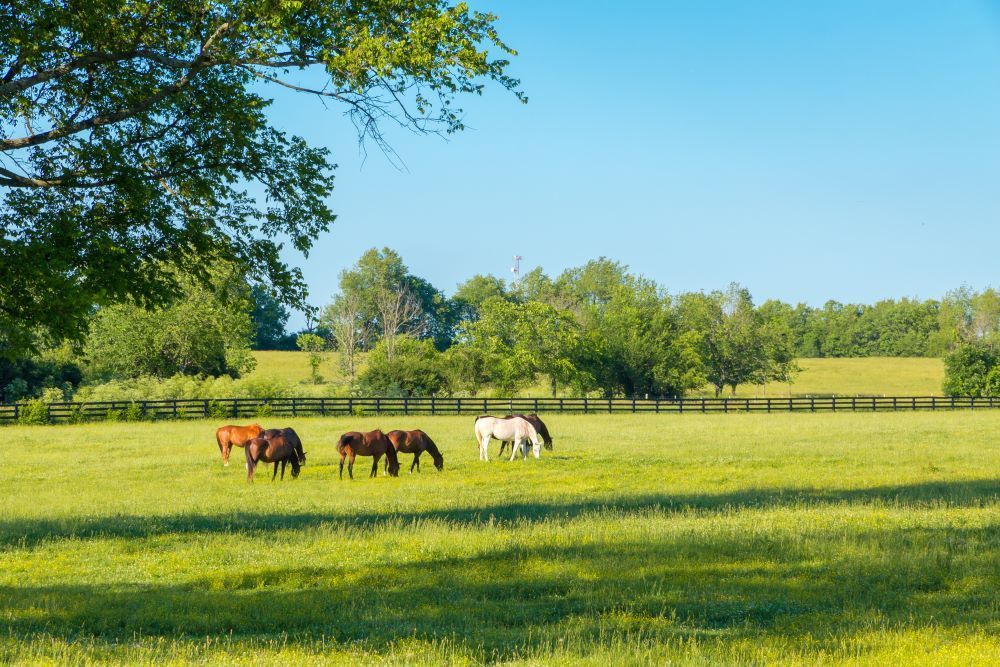 A Herd of Horses Grazing in a Grassy Field — CQ Rural Services In Bakers Creek, QLD
