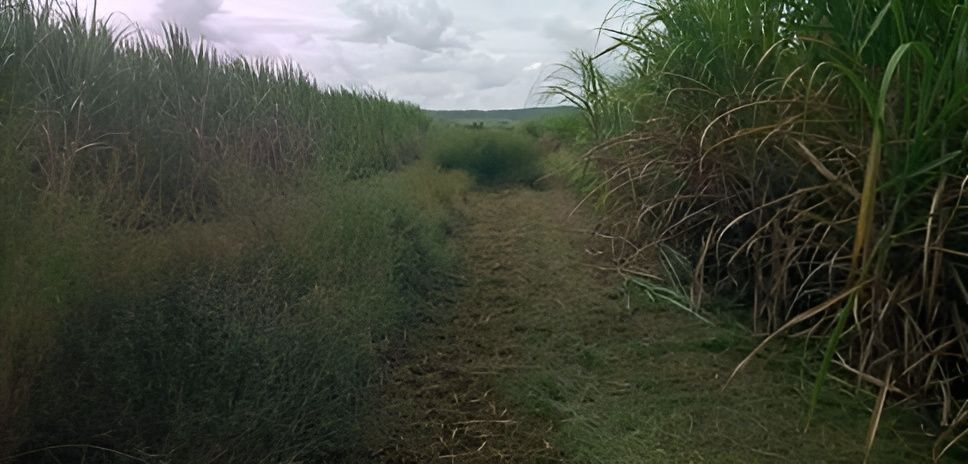 A Tractor is Separate the Grass From the Dirt — CQ Rural Services In Bakers Creek, QLD