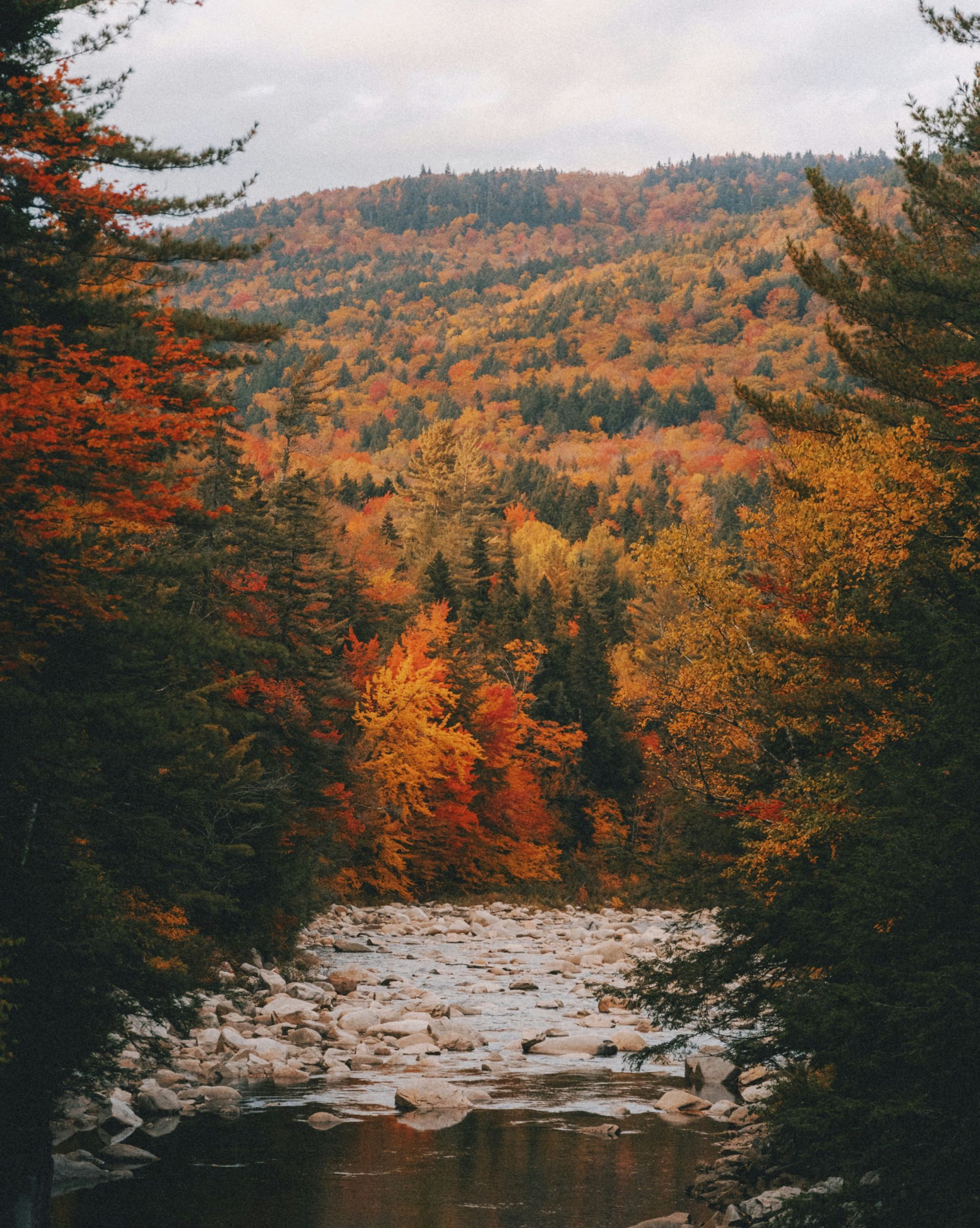 River flowing through trees with vibrant autumn foliage; mountain in background.