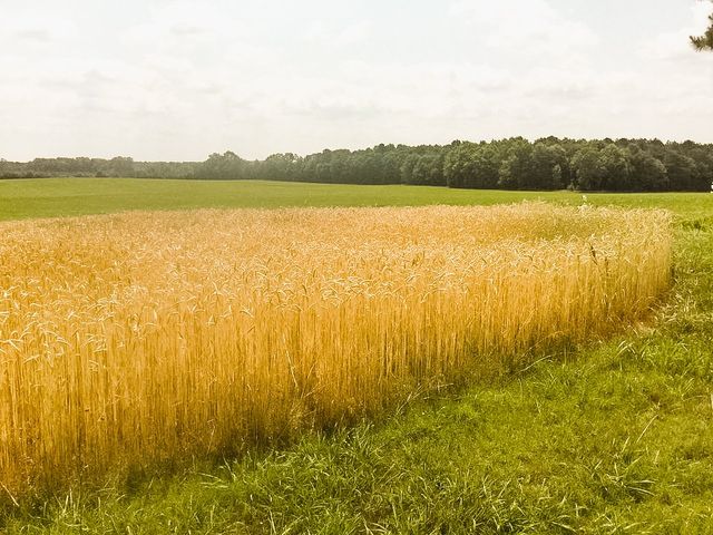 Cohen Farm photo 15