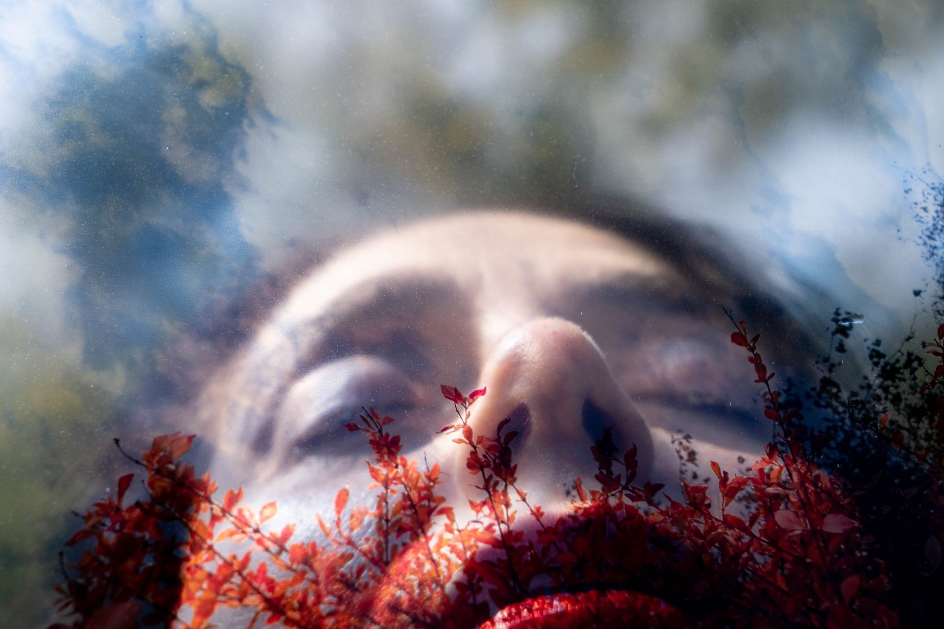 לֹא רָאִינוּ אֶת פְּרִיחַת הַדֻּבְדְּבָן