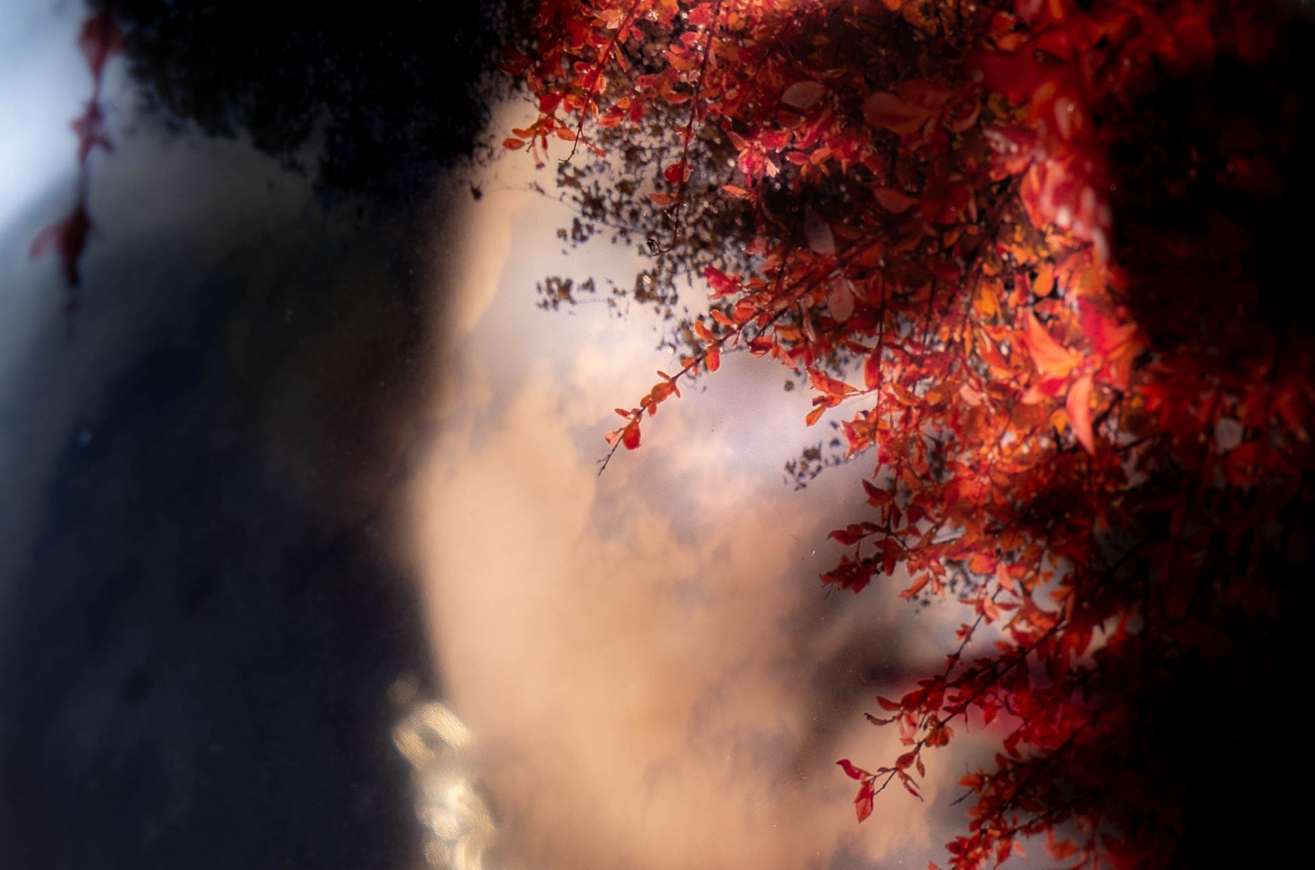 לֹא רָאִינוּ אֶת פְּרִיחַת הַדֻּבְדְּבָן