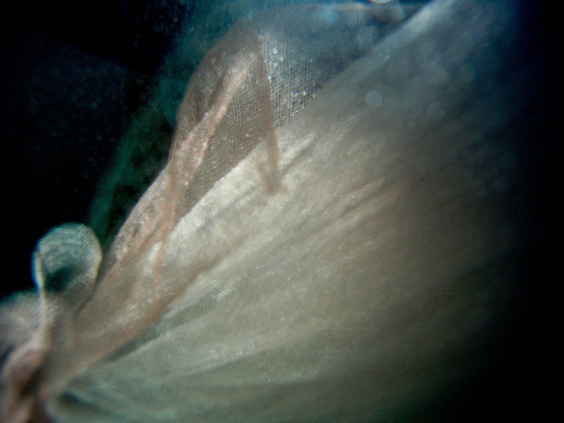 אֲנִי מַשְׁקִיעָה אֶת עצמי בַּמַּיִם הַצְּלוּלִים