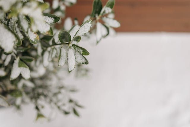 cremation services McLoud, OK