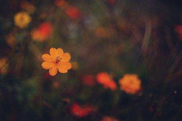 cremation services McLoud, OK