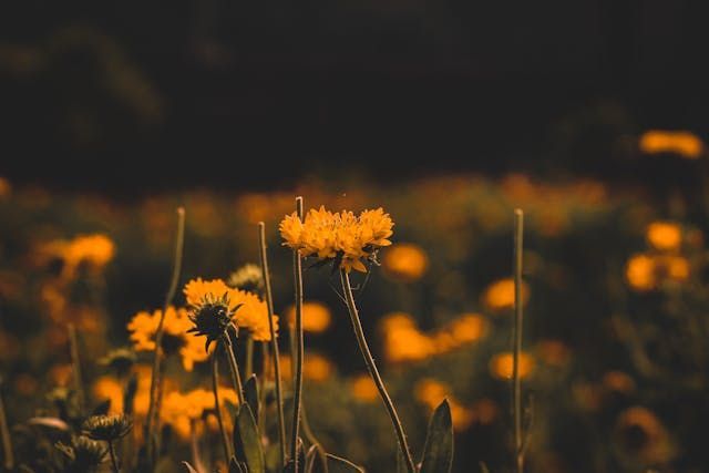 cremation services Shawnee, OK