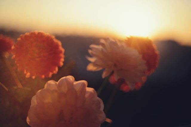 cremation services Tecumseh, OK