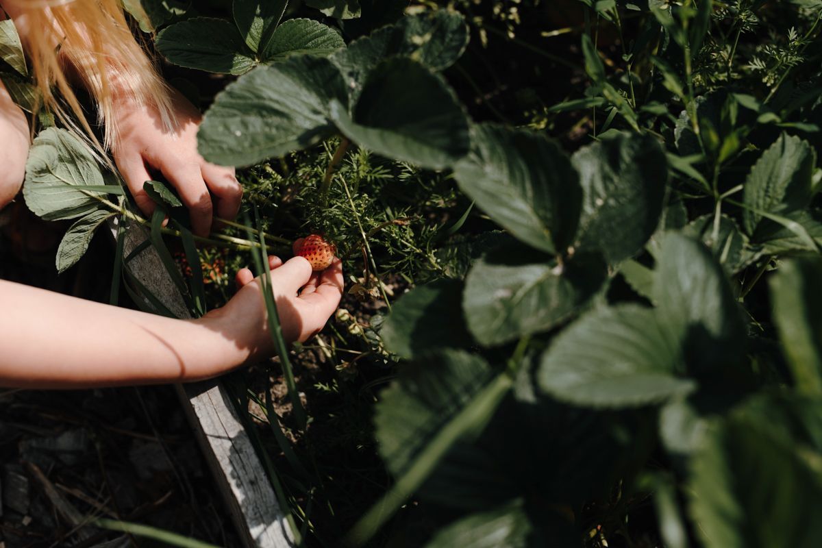 Fotoshoot in de moestuin
