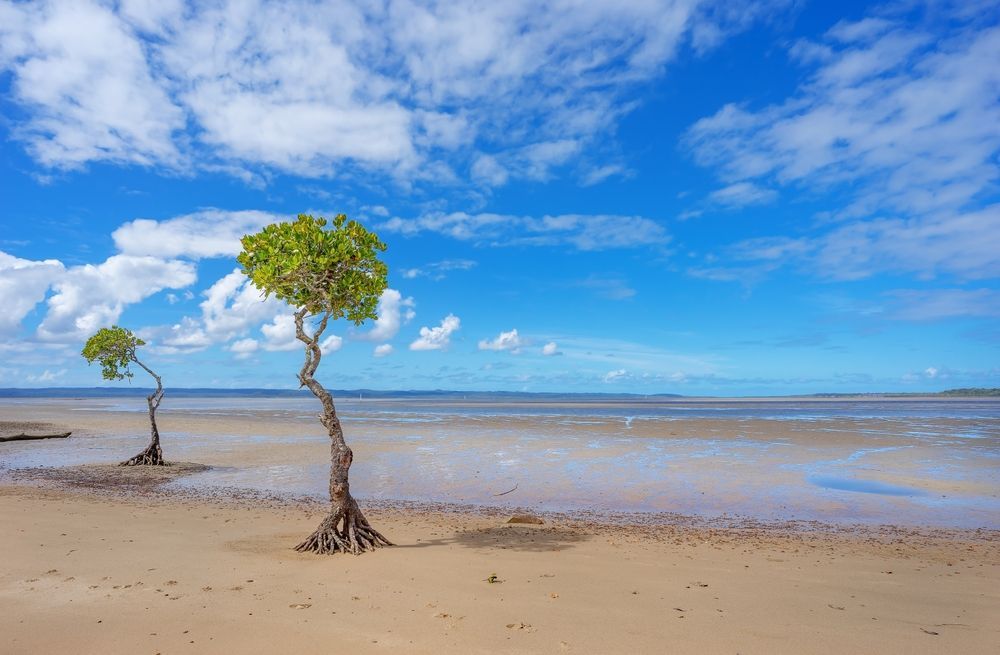 Trees on a Sandy Beach, Under a Bright Blue Sky With Scattered Clouds — Vision Roofing Fascia & Gutter in Poona, QLD