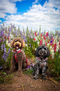 Two dogs sit in a colorful flower field under a blue sky. One is brown, the other black.