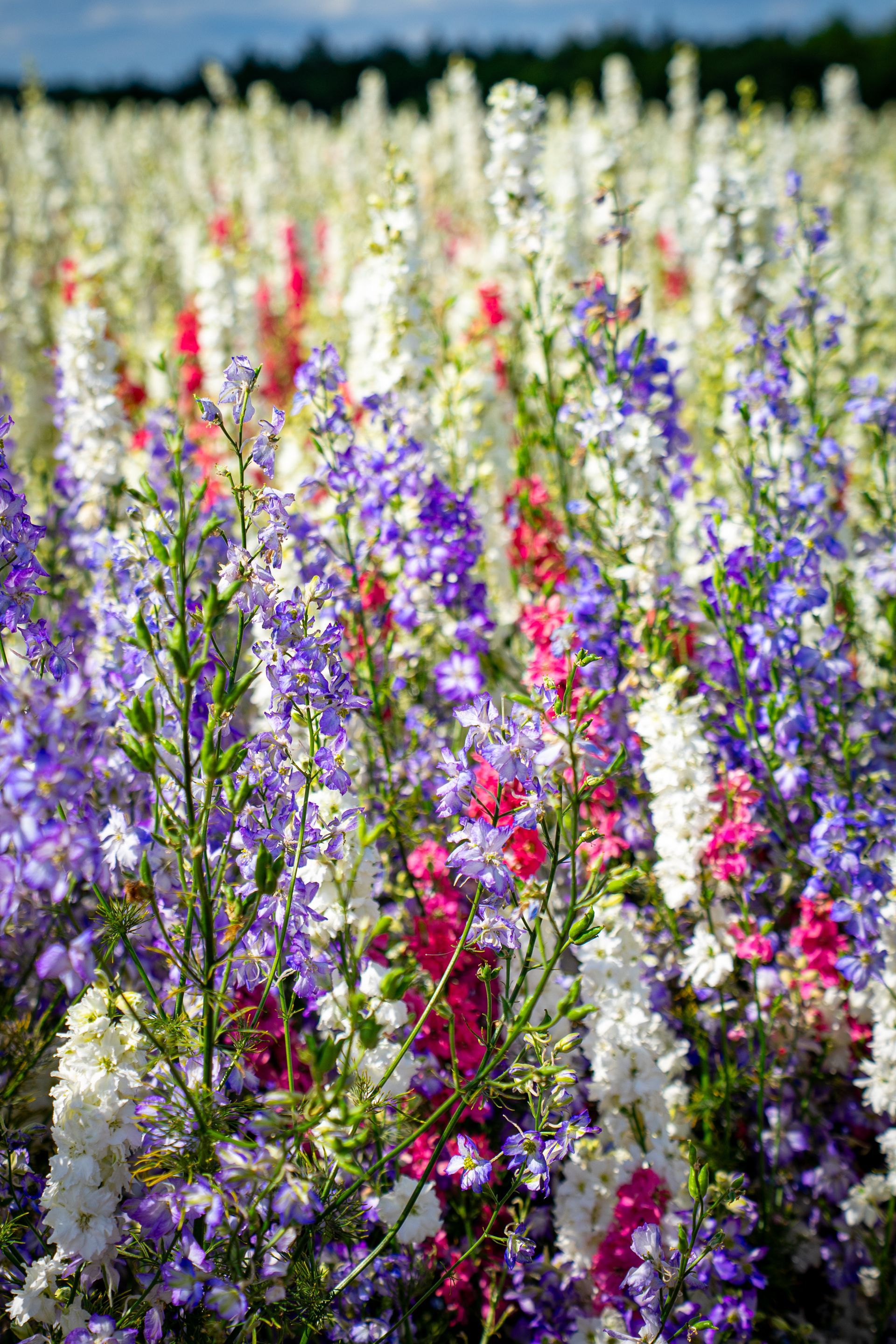 Field of colorful larkspur flowers in shades of purple, white, and pink.
