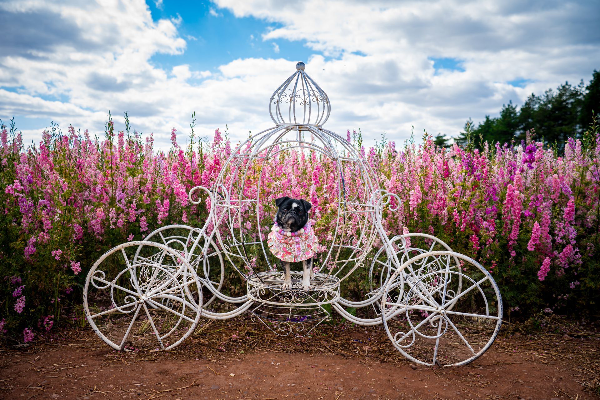 Dog in a pink dress sits in a white, decorative carriage amidst pink flowers under a cloudy sky.