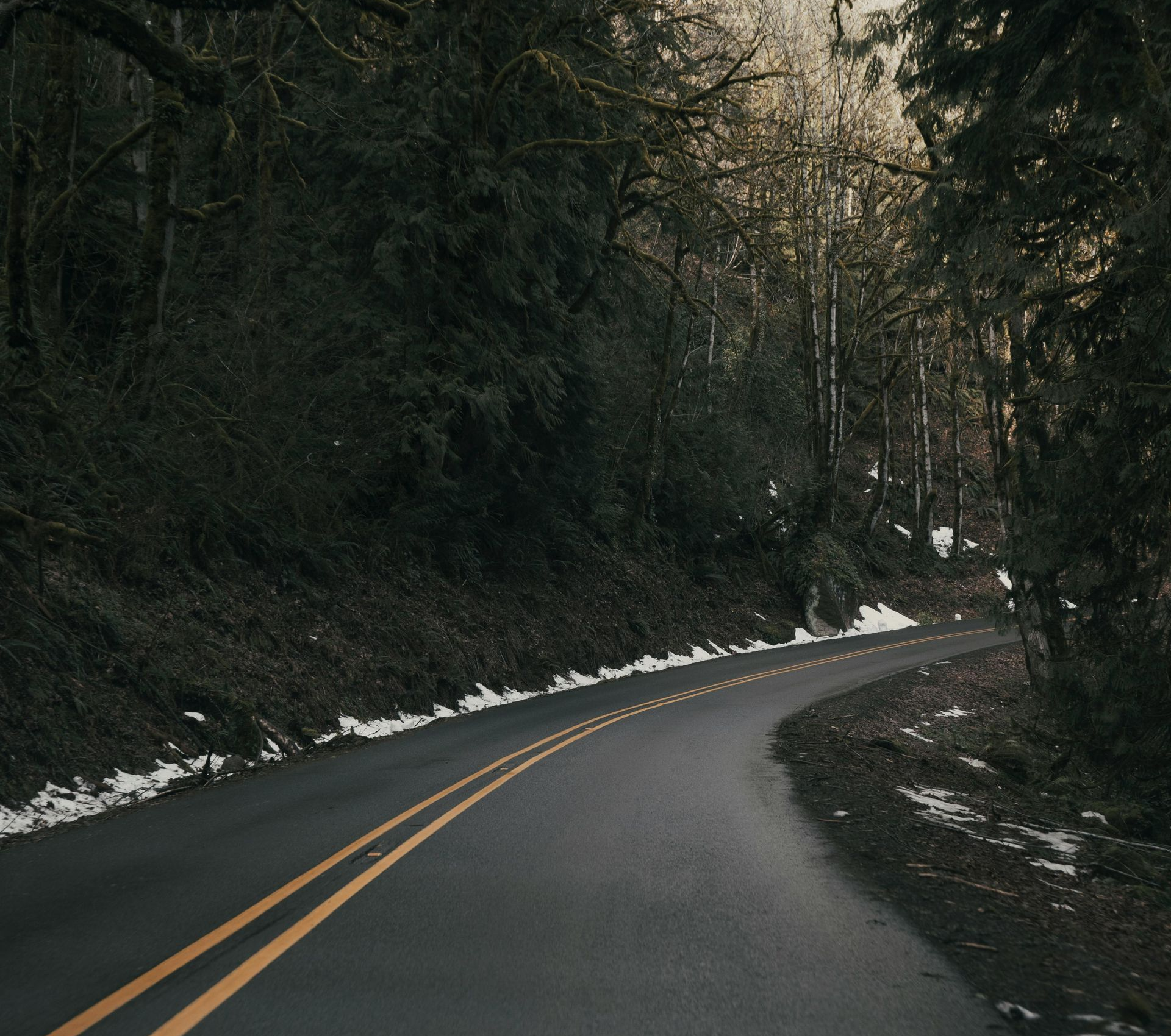 winding road going through the woods in Oregon