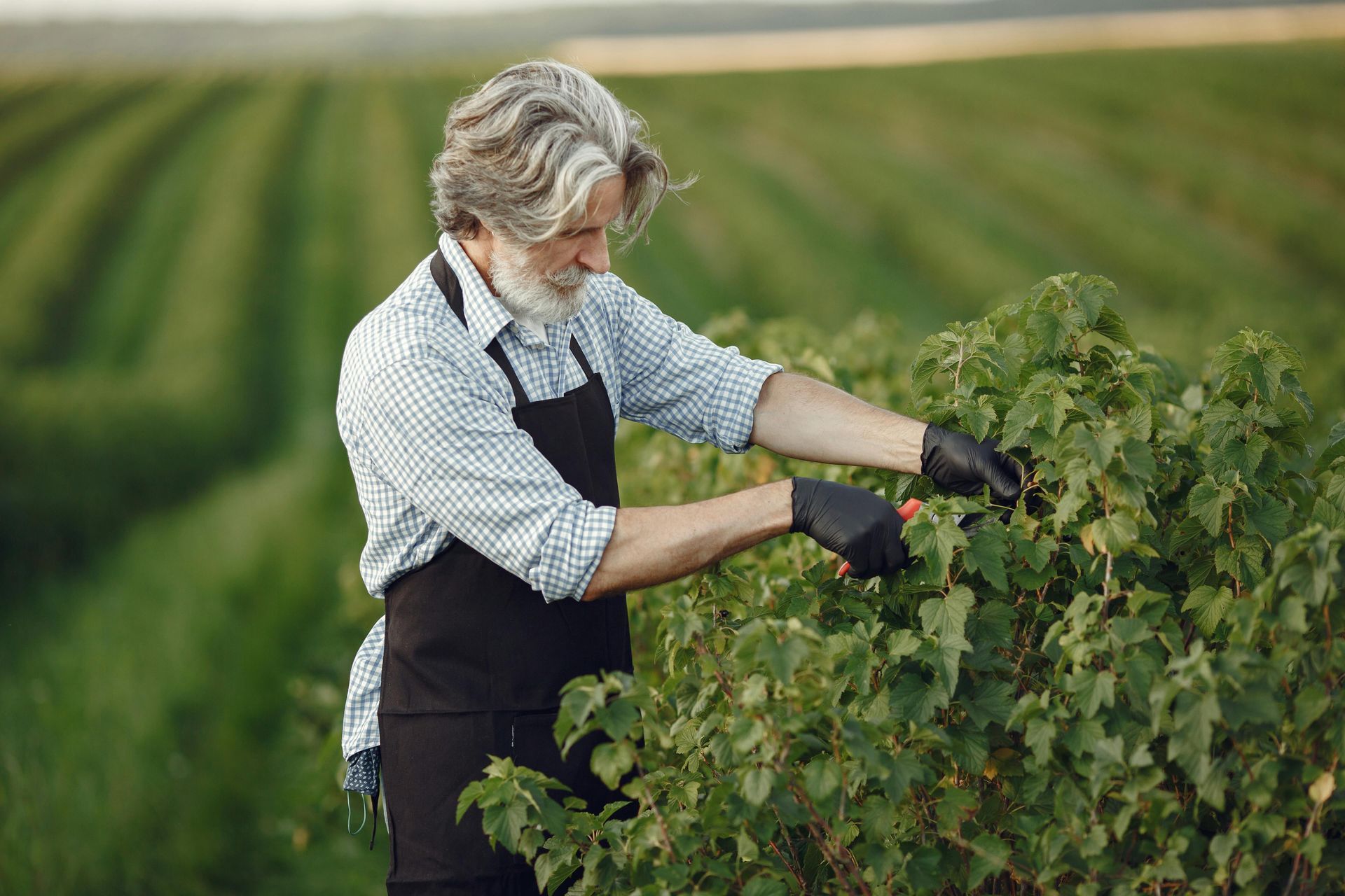 Man pruning a bush in a field, wearing a black apron and gloves, with green rows in the background.