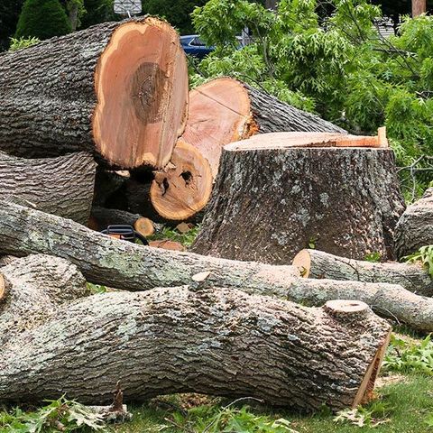 Tree Stump — Niceville, FL — S and S Complete Tree Service LLC