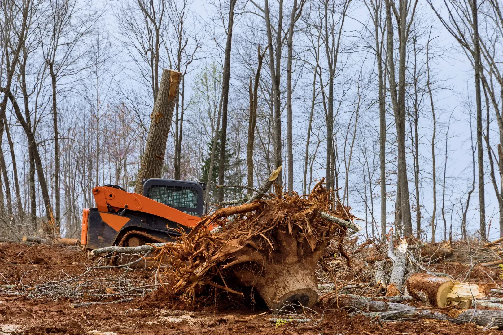 A bulldozer is cutting down trees in a forest.