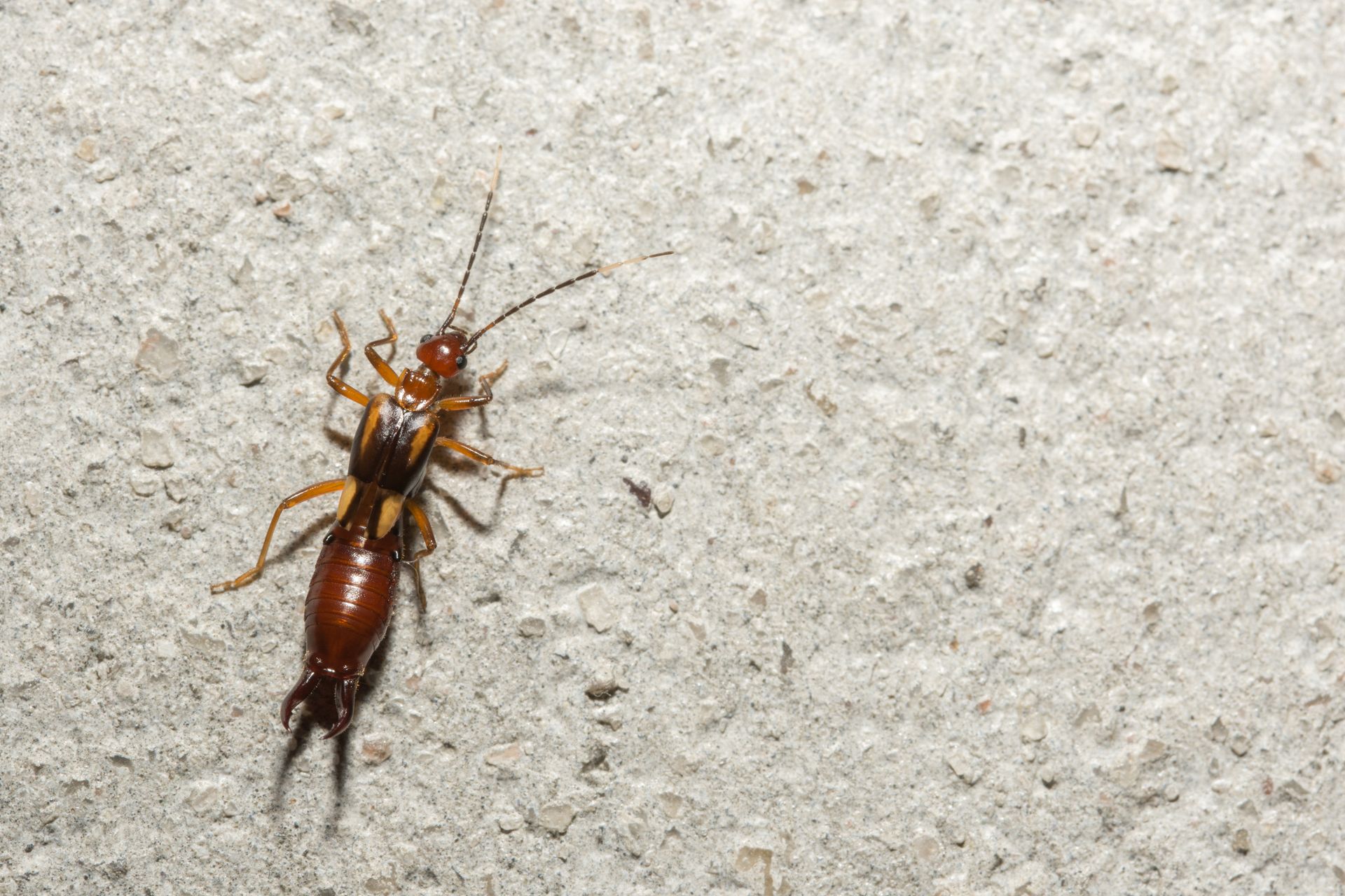 close up earwig wall