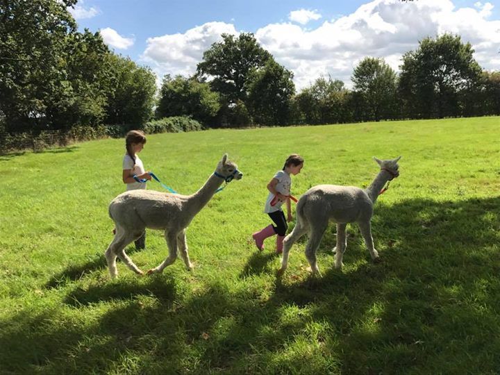 Alpaca Walking Birthday Party