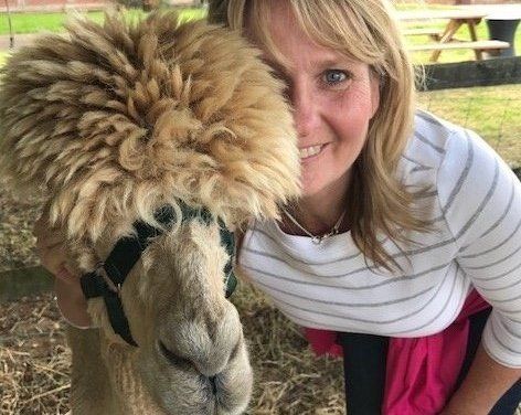 Enjoy walking an alpaca