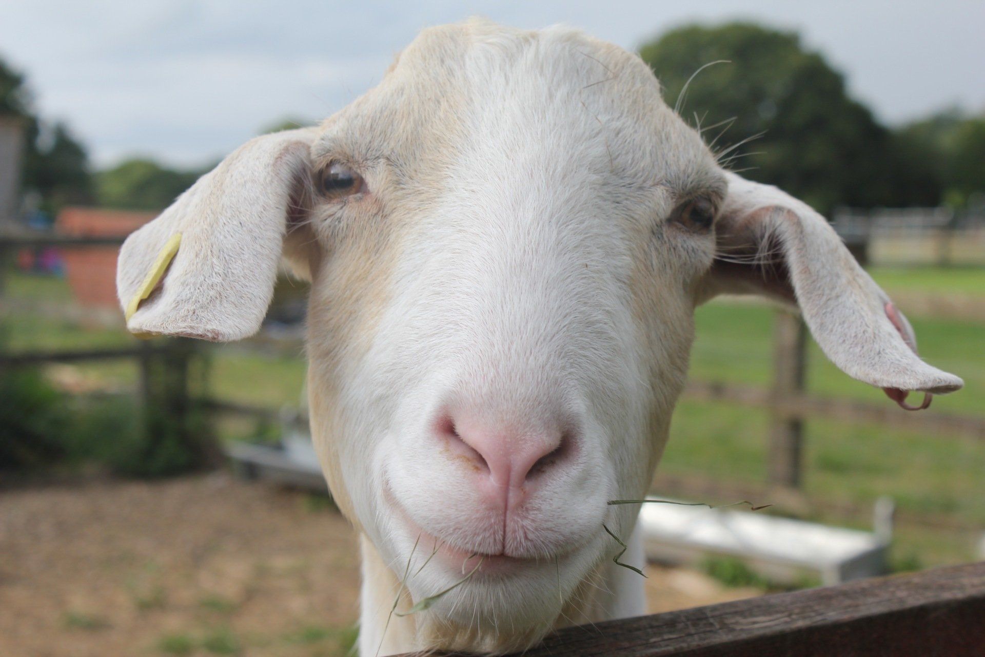 Meet our playful goats at Middle England Alpaca Farm