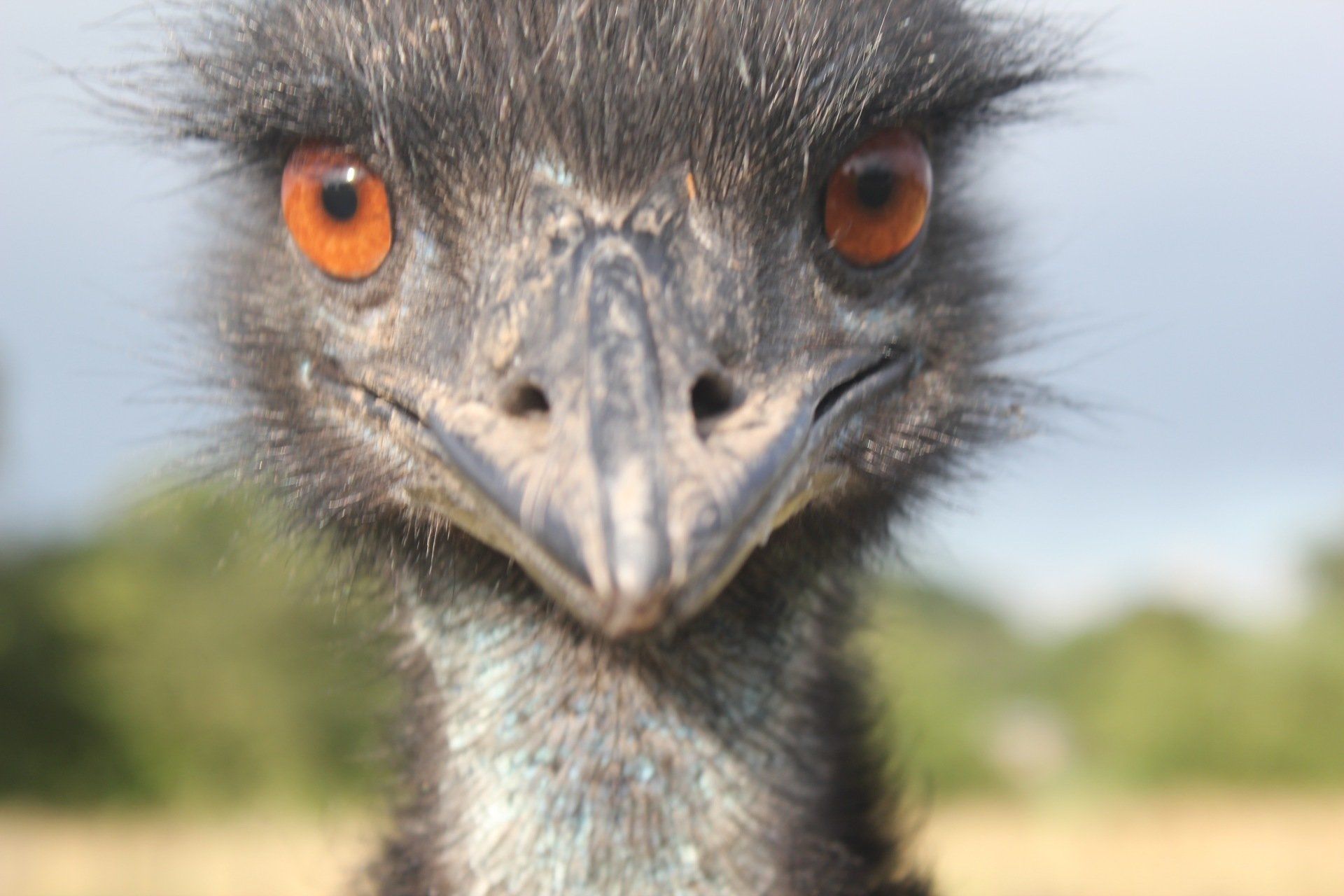 Meet our Emu's at Middle England Alpaca Farm