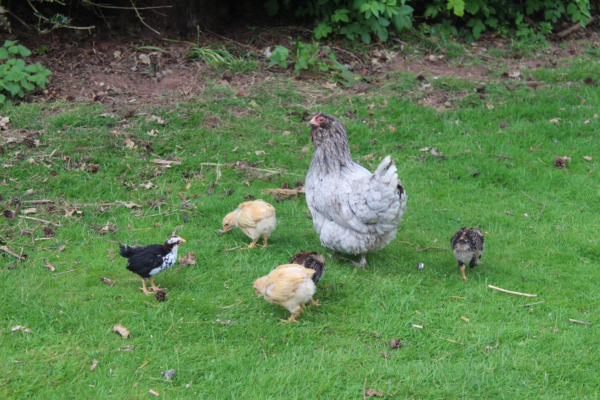 Meet our chickens including rare breed chicken