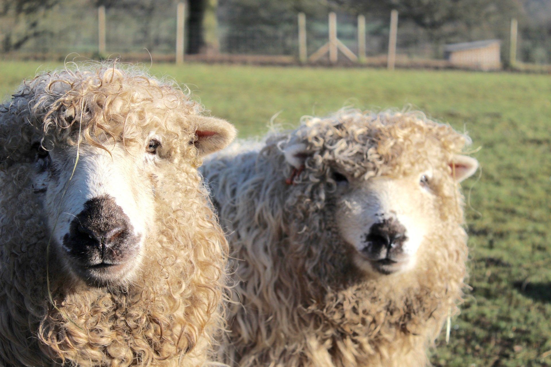 Meet our Greyface Dartmore Sheep on Middle England Farm