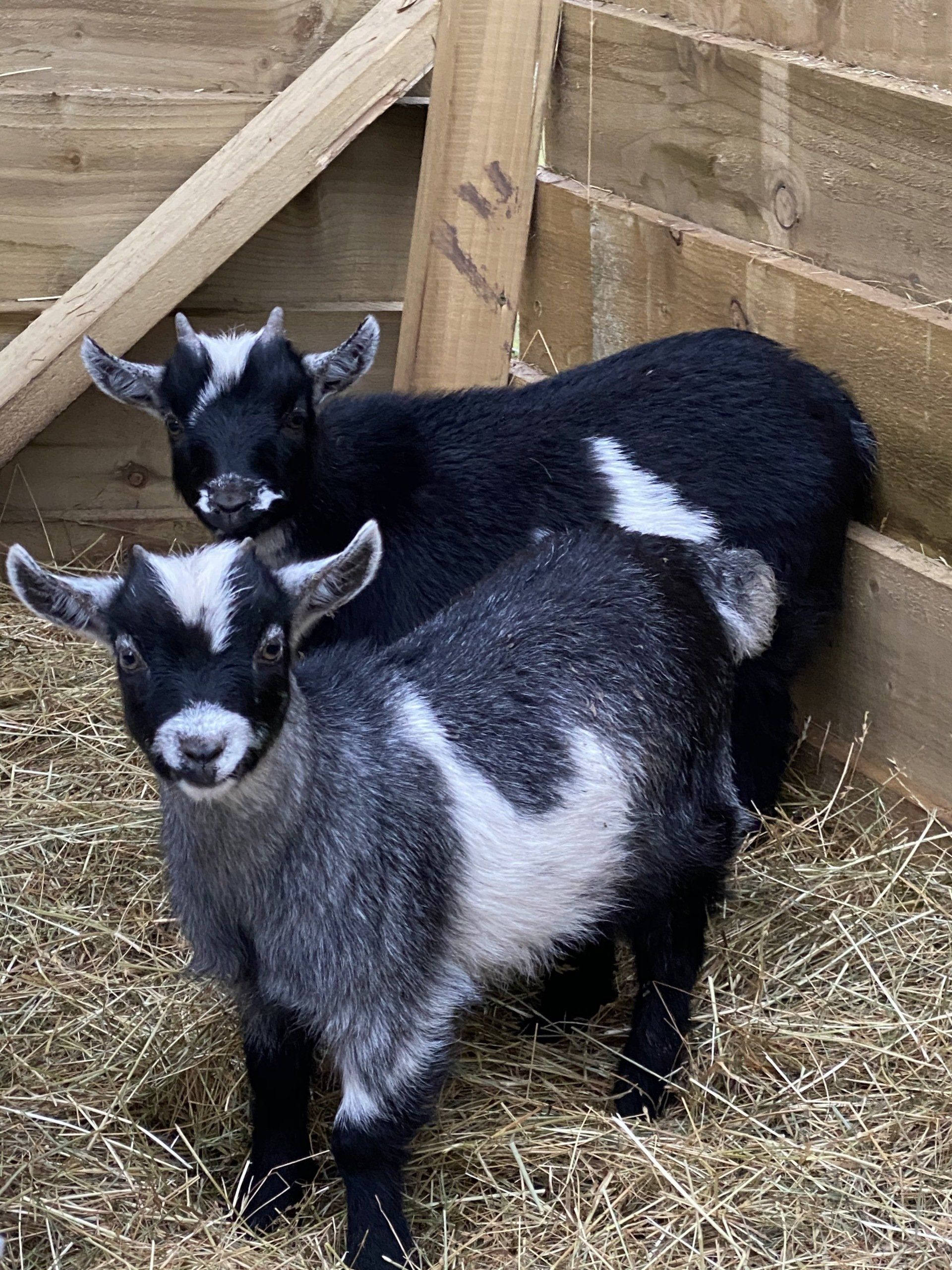 Pygmy Goat Meeting Experience