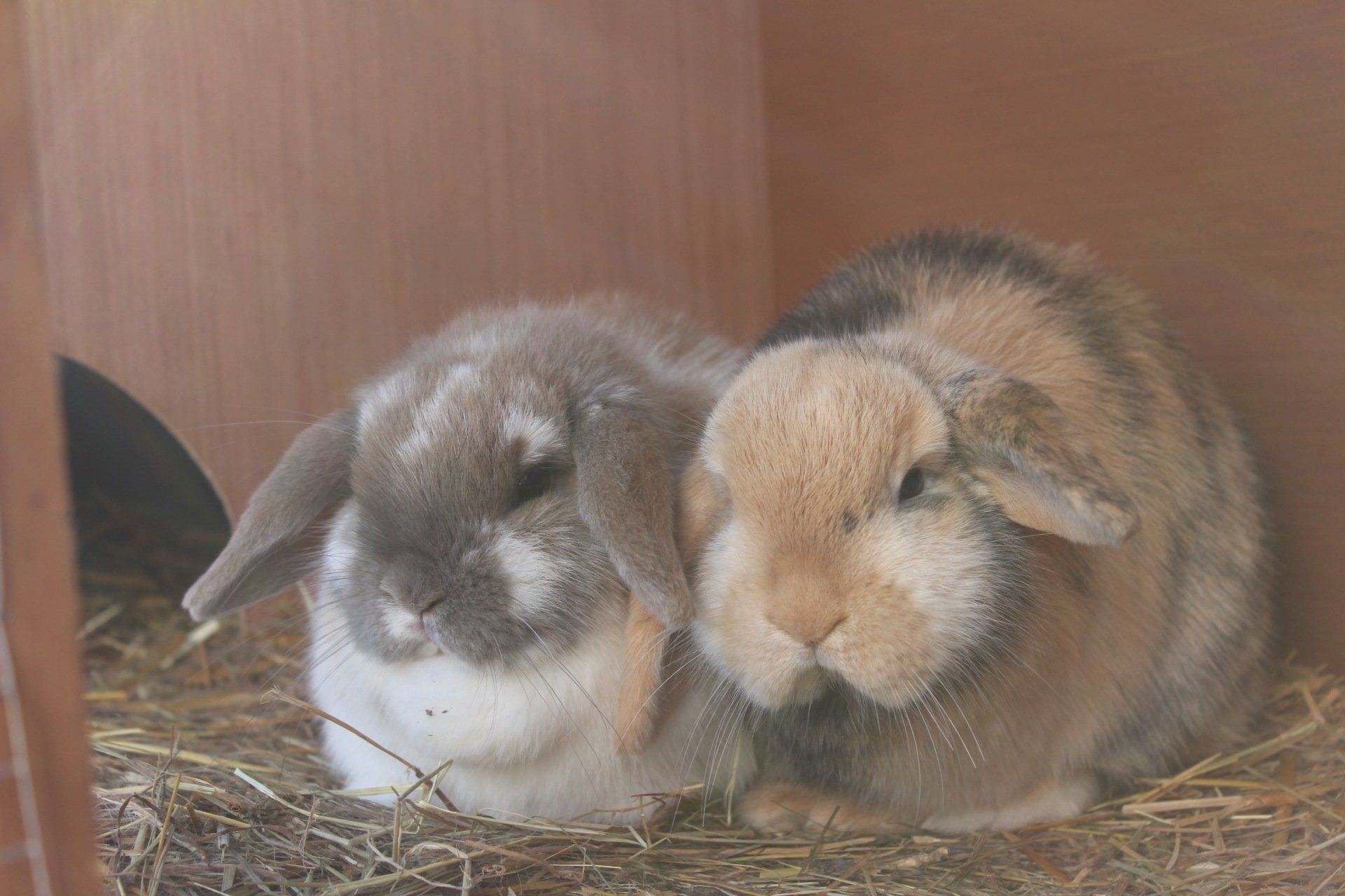 Meet our bunnies and Guinea Pigs