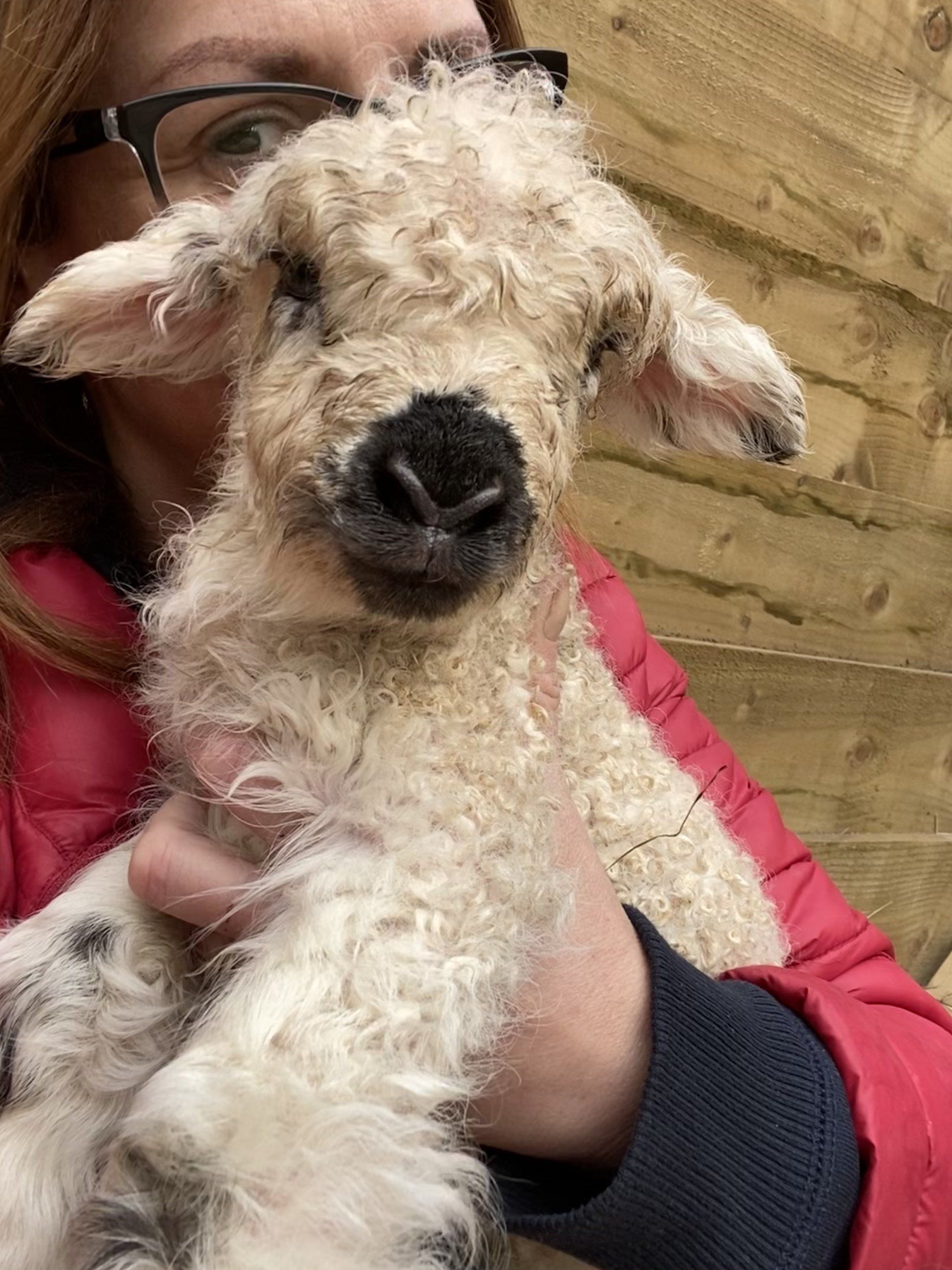 Greyface Dartmore Sheep Experience