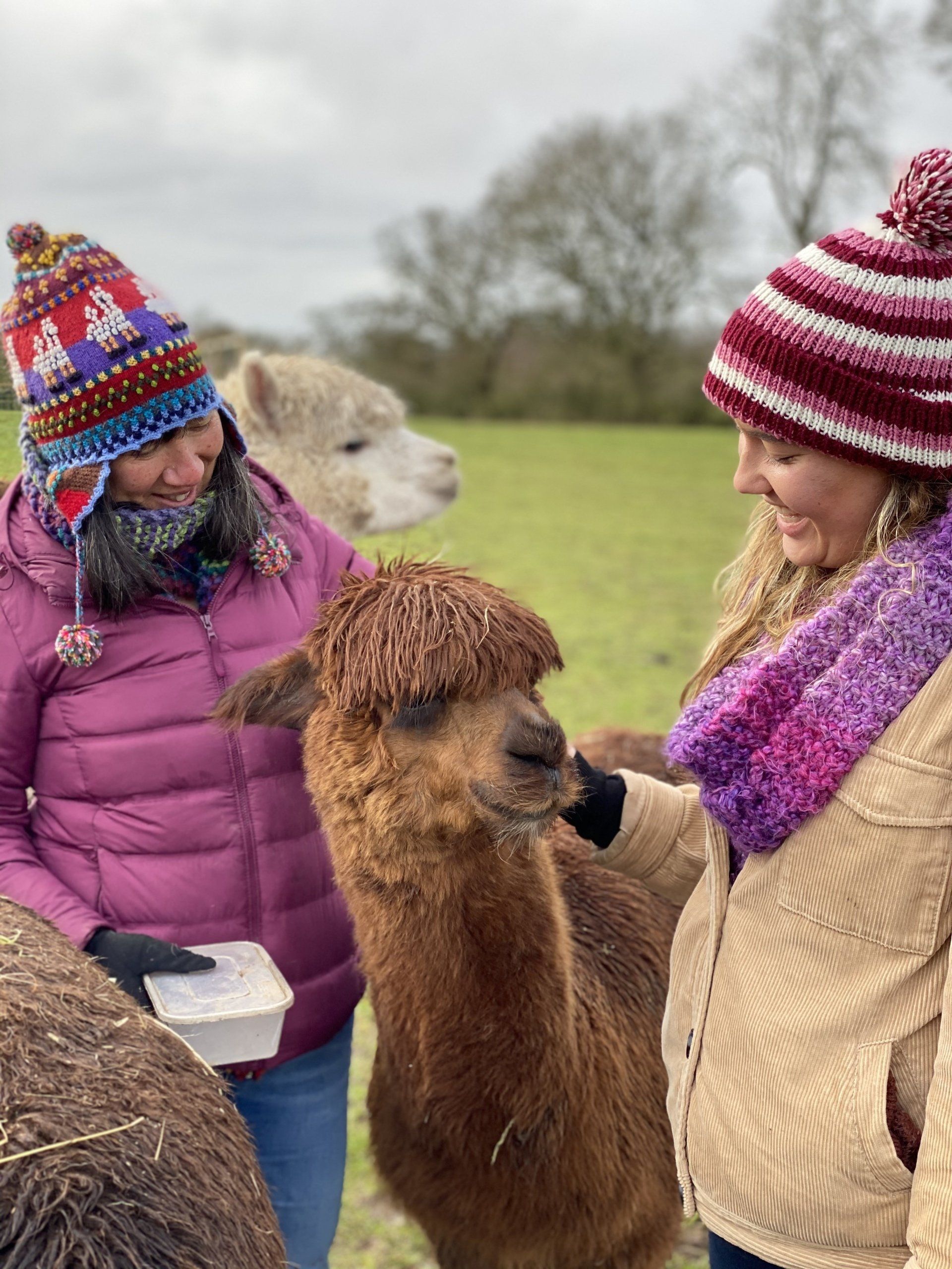 Winter at Middle England Farm Alpacas Farm