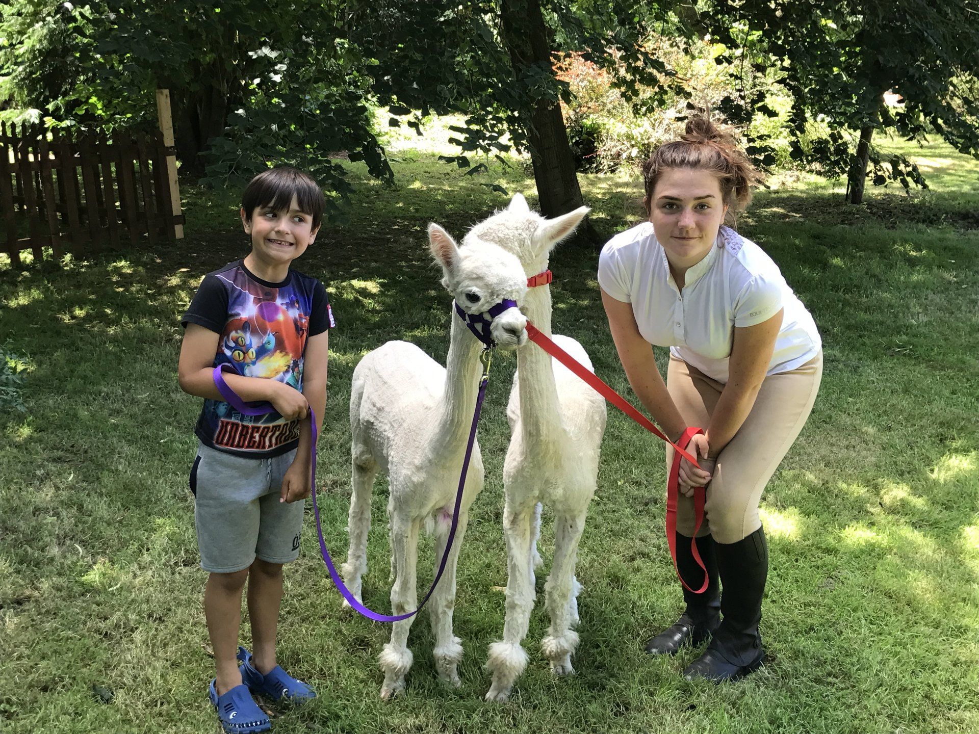Alpaca Walking Experiences Near Me