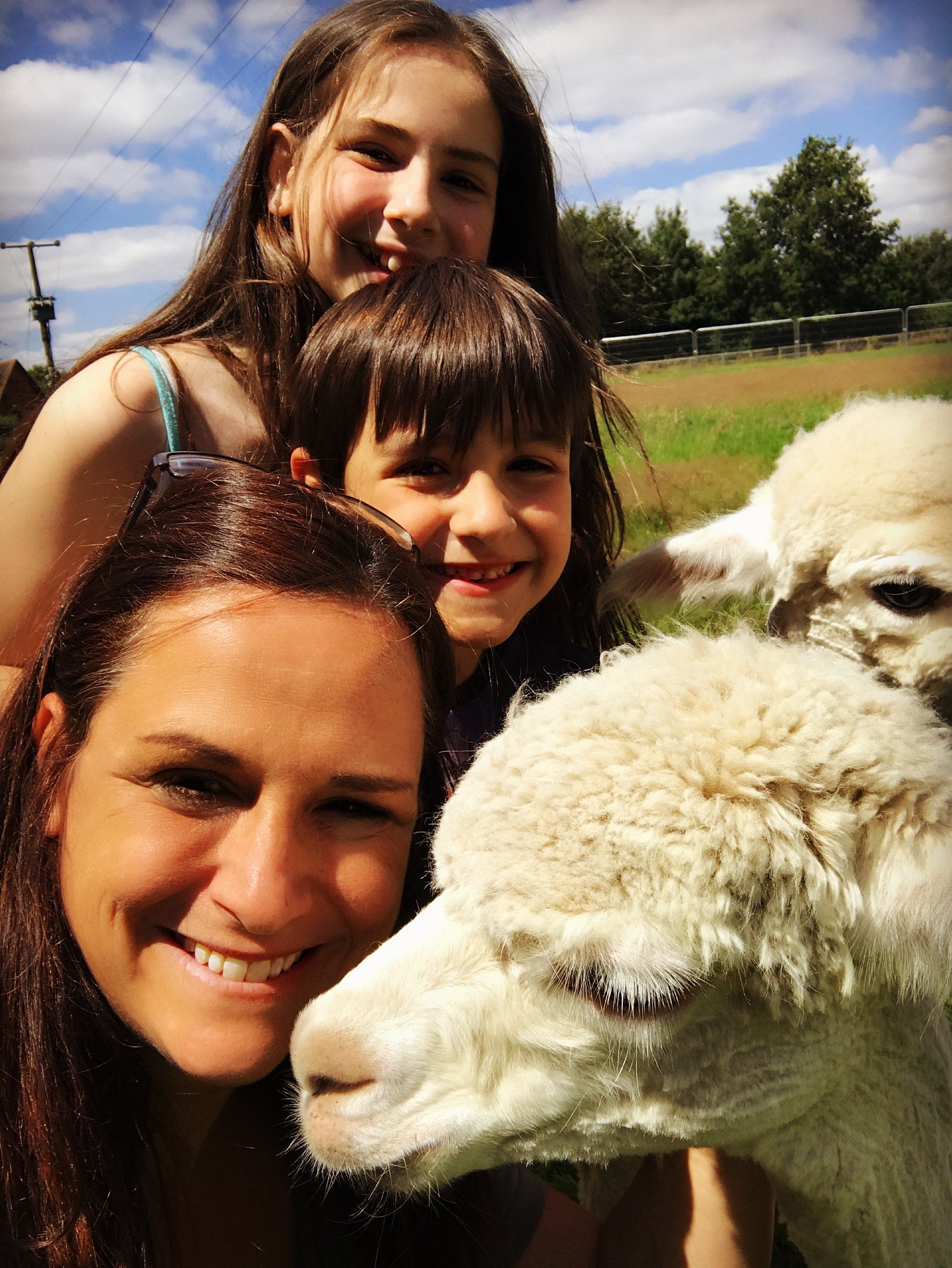 Alpaca walking in Warwickshire