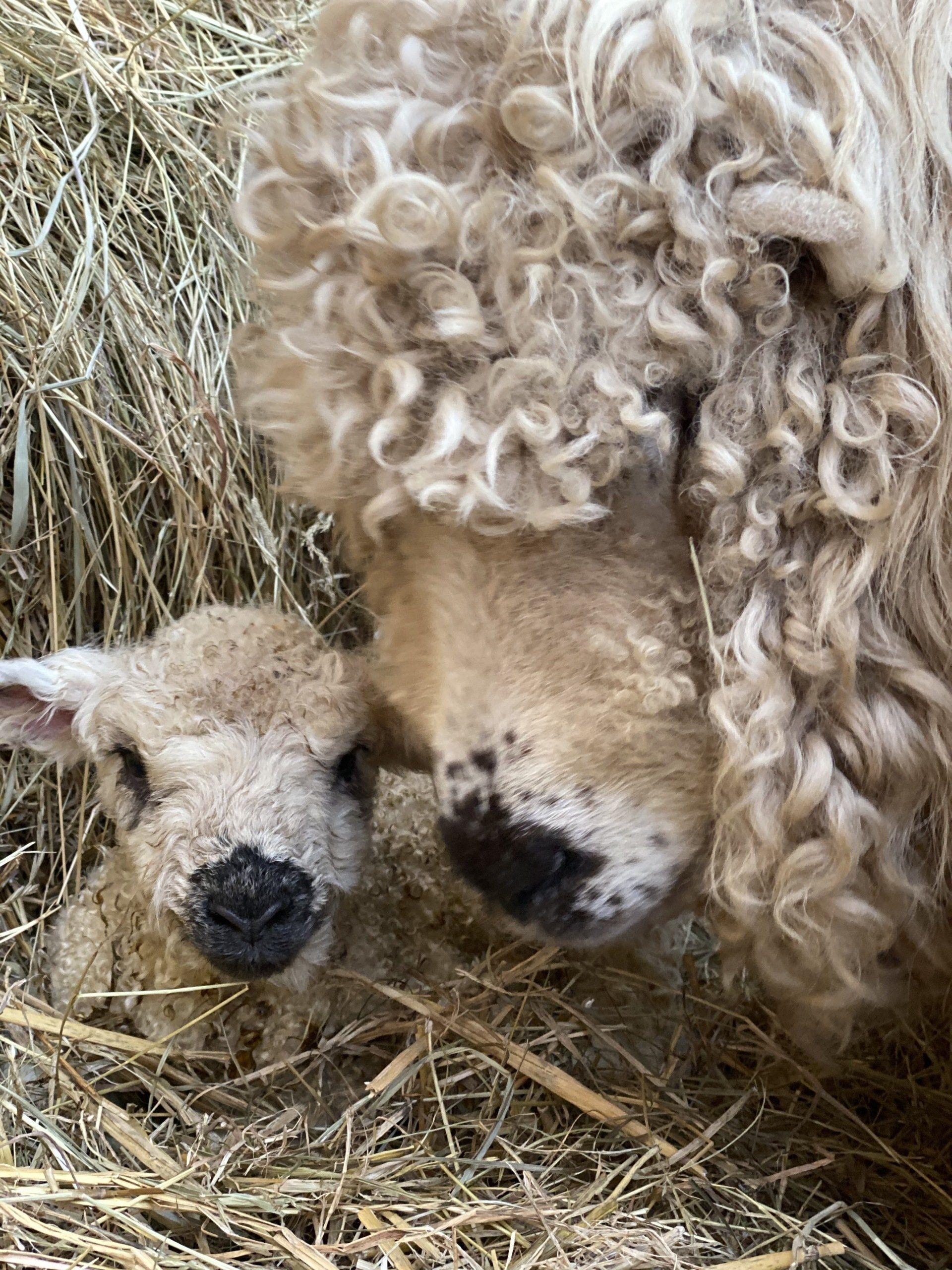 Meet our Greyface Dartmore Lambs