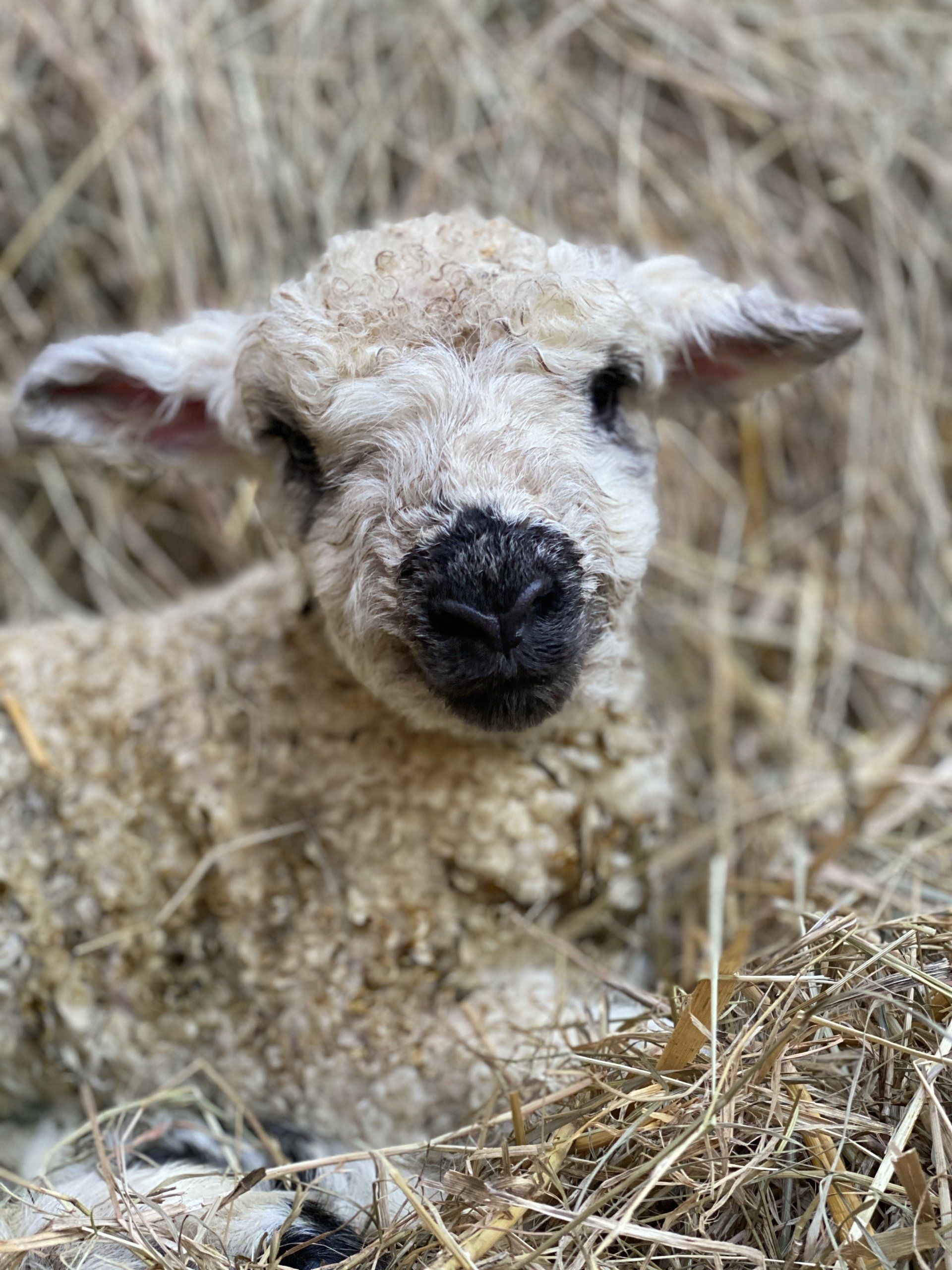 Meet out Greyface Dartmore Lamb