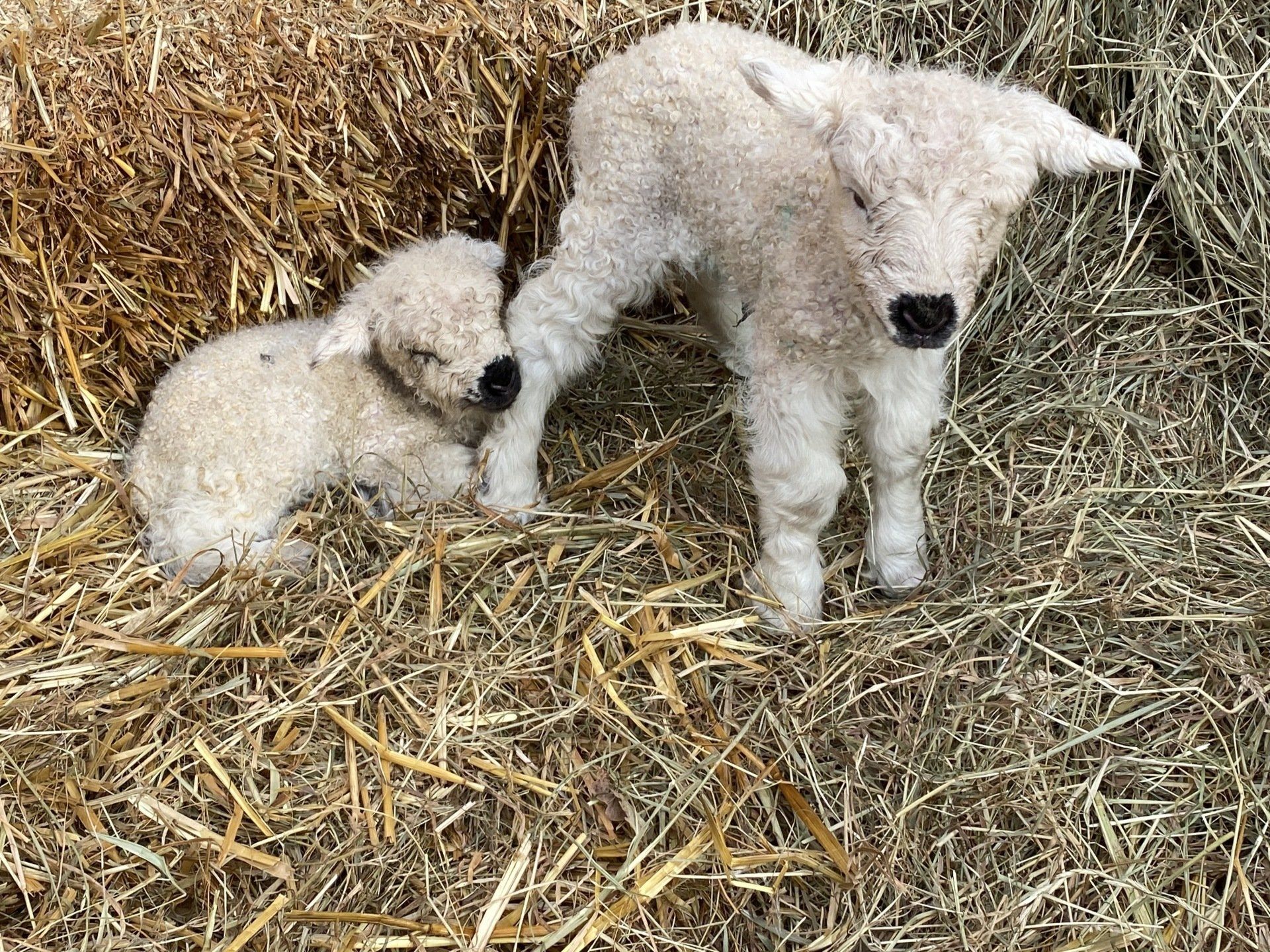 Our Greyface Dartmore Lambs