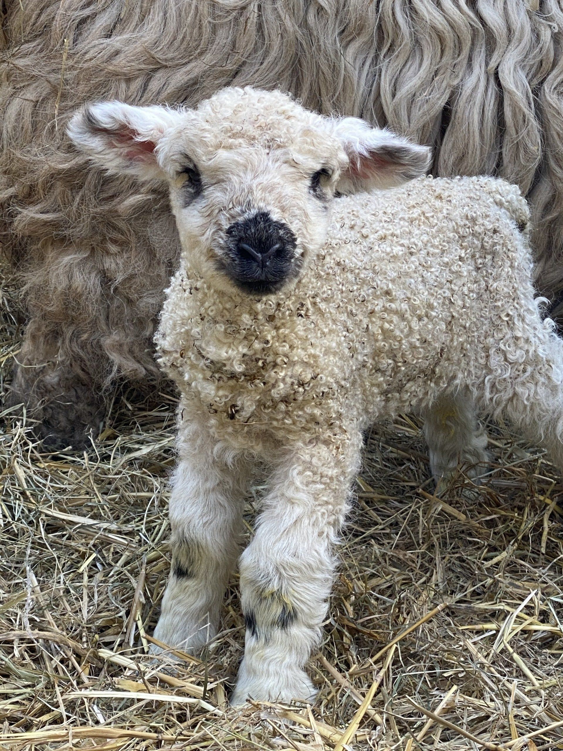 Greyface Lamb