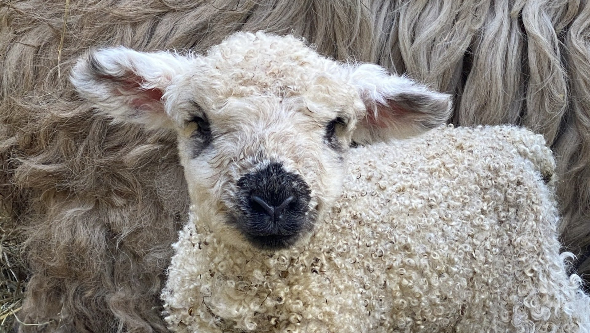 Greyface Dartmoor Lambs