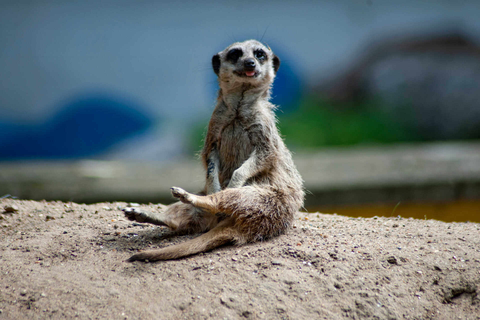 Meerkat looking forward to some human visitors at Middle England Farm