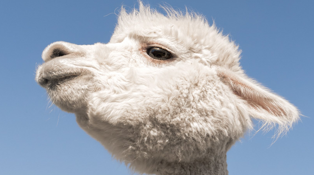 Do alpacas spit? Everything you need to know about alpaca spit