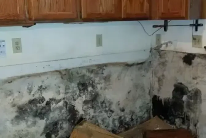 A kitchen with a mouldy wall and wooden cabinets.